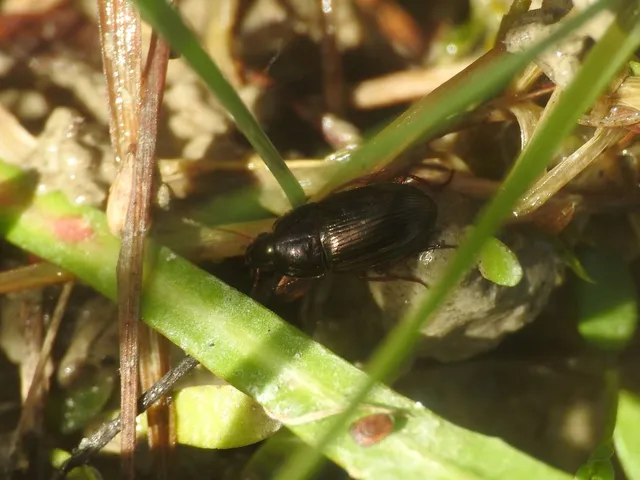 Amara familiaris - kerti közfutó Amara familiaris - kerti közfutó