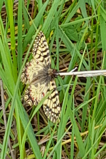 Zerynthia polyxena - farkasalmalepke