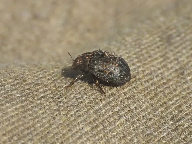 Byrrhus pilula - közönséges labdacsbogár