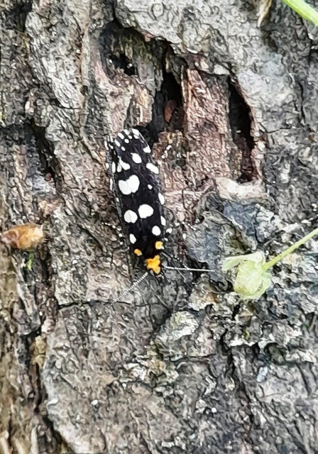Euplocamus anthracinalis - fésűscsápú korhadékmoly