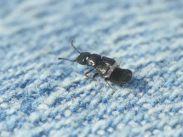 Platystethus capito - busafejű korhóholyva