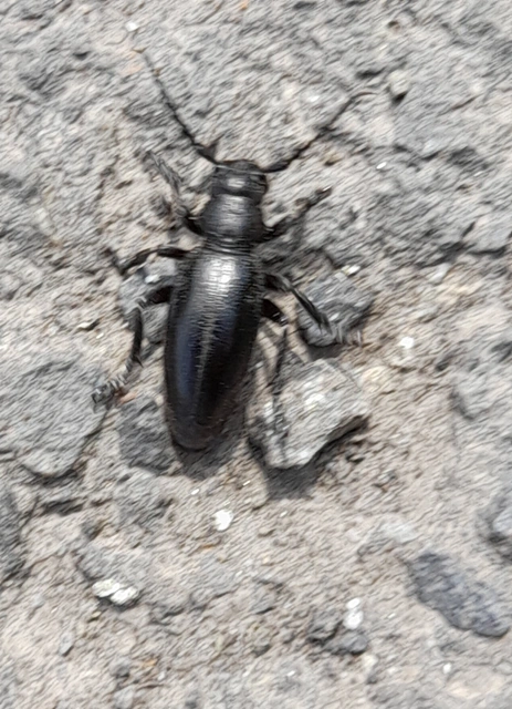 Dorcadion aethiops - fekete gyalogcincér