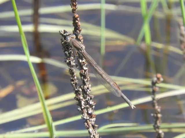 Sympecma fusca - téli rablószitakötő