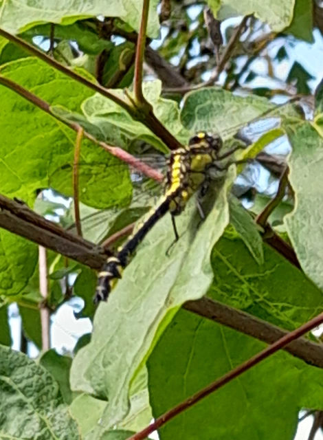 Gomphus vulgatissimus - feketelábú folyami-szitakötő Gomphus vulgatissimus - feketelábú folyami-szitakötő