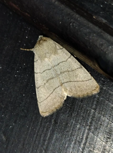 Charanyca trigrammica - háromsávos lombbagoly