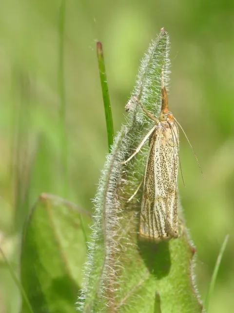 Thisanotia chrysonuchella - tavaszi fűgyökérmoly