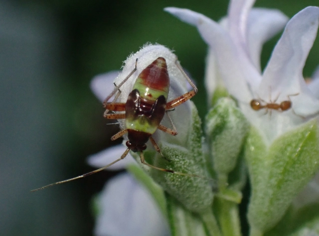 Closterotomus biclavatus - aranyszőrű mezeipoloska