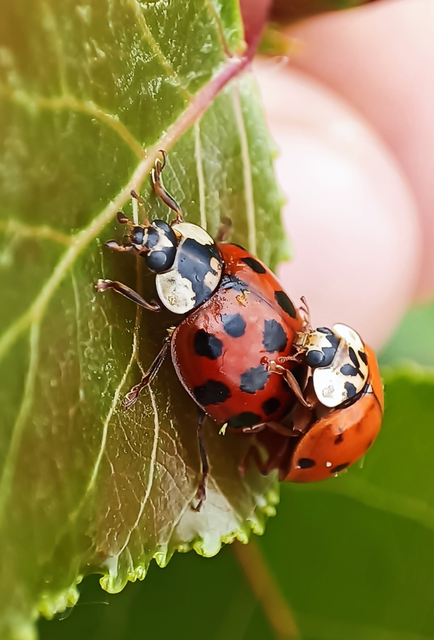 Harmonia axyridis - harlekinkatica