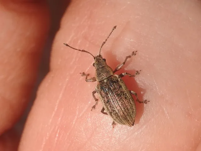Phyllobius pyri - gyümölcsfa-levélormányos