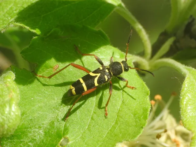 Clytus arietis - közönséges darázscincér