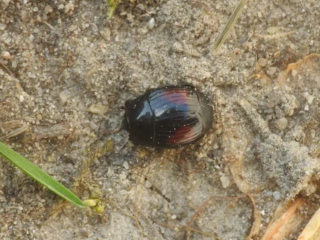 Margarinotus purpurascens - vöröslő sutabogár Margarinotus purpurascens - vöröslő sutabogár