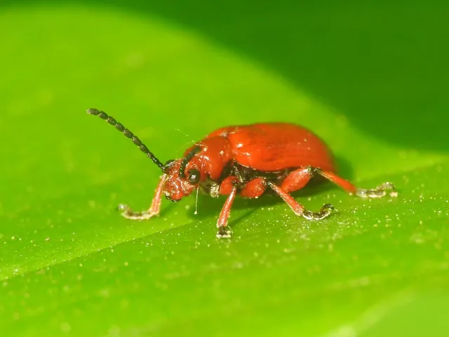 Lilioceris merdigera - hagymabogár Lilioceris merdigera - hagymabogár
