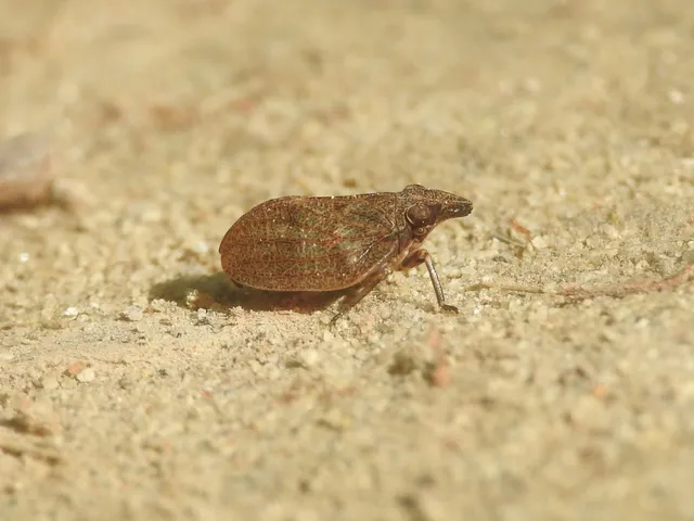 Mycterodus