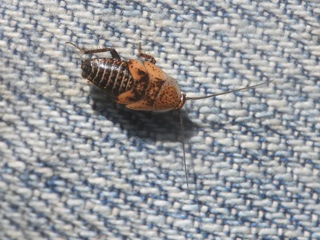 Blattodea - Csótányok
