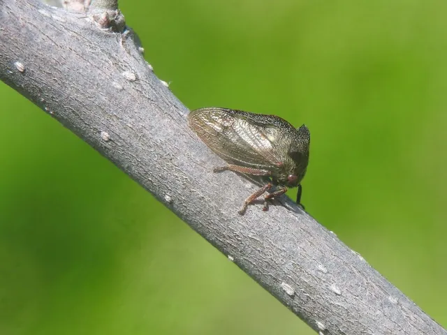 Centrotus cornutus - szarvaskabóca