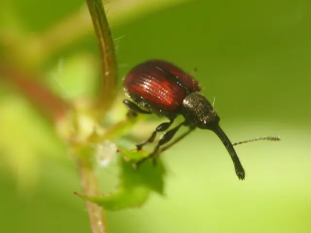 Tatianaerhynchites aequatus - piros kökényeszelény