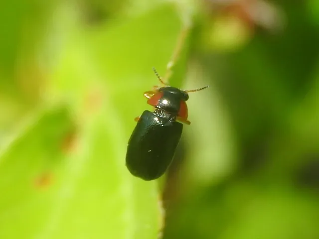 Smaragdina