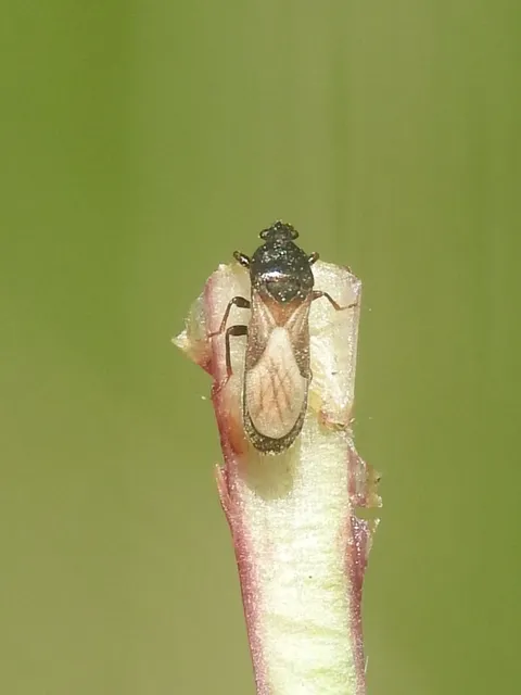 Dimorphopterus spinolae - közönséges karcsúbodobács