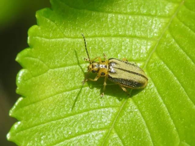 Xanthogalerucella luteola - szilfa-olajosbogár