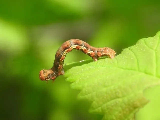 Erannis defoliaria - nagy téliaraszoló