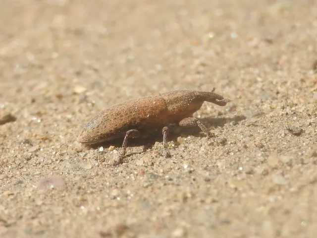 Lixus brevipes - vaskosorrú dudvabarkó