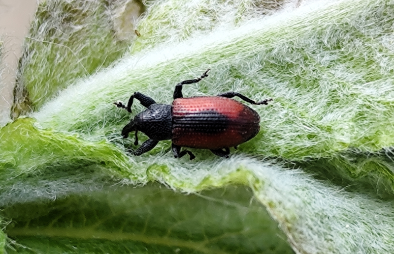 Dorytomus dorsalis - foltos hangormányos