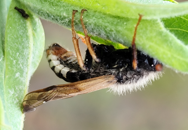 Cimbicidae - bunkóscsápú levéldarazsak
