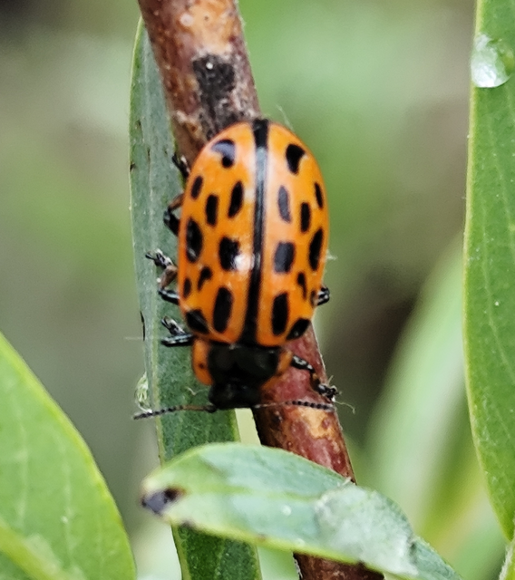 Chrysomela vigintipunctata - húszfoltos fűzlevelész