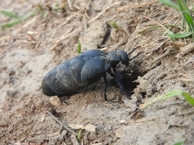 Meloe cicatricosus - óriásnünüke