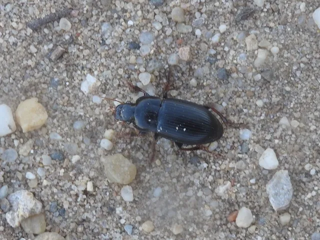 Harpalus tardus - ligeti lomhafutó