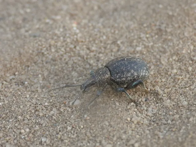 Otiorhynchus ligustici - vincellér-gyalogormányos