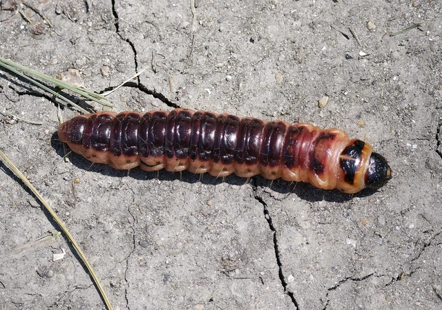 Cossus cossus - fűzfarontólepke