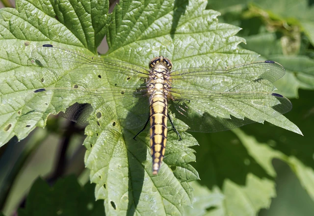 Orthetrum cancellatum - feketefarkú pásztorszitakötő
