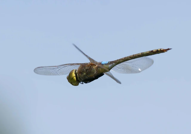 Anax ephippiger - vándor óriásacsa