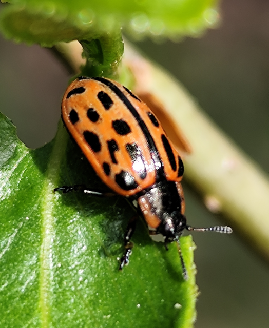 Chrysomela vigintipunctata - húszfoltos fűzlevelész