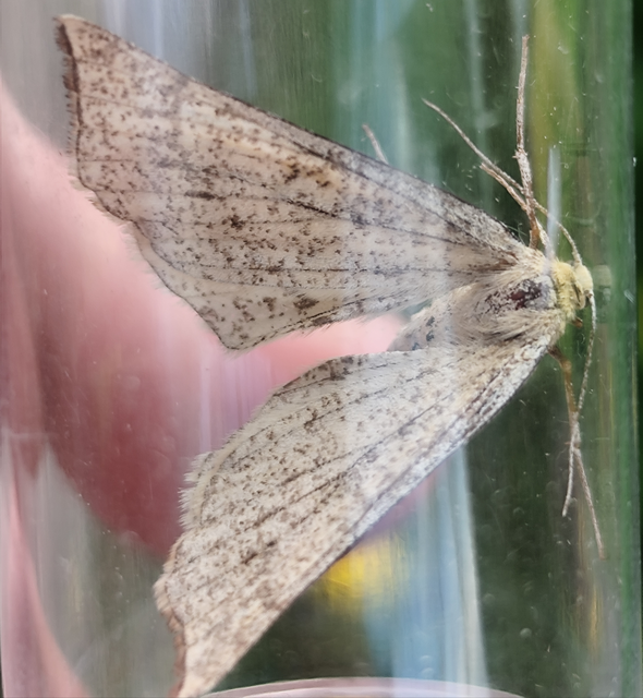 Hypoxystis pluviaria - hegyesszárnyú lápiaraszoló