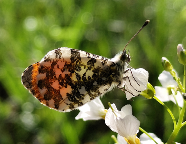 Anthocharis cardamines - hajnalpírlepke