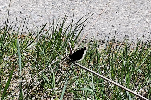Nymphalis antiopa - gyászlepke