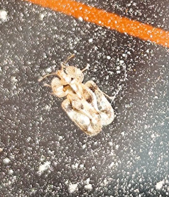 Corythucha arcuata - tölgy-csipkéspoloska