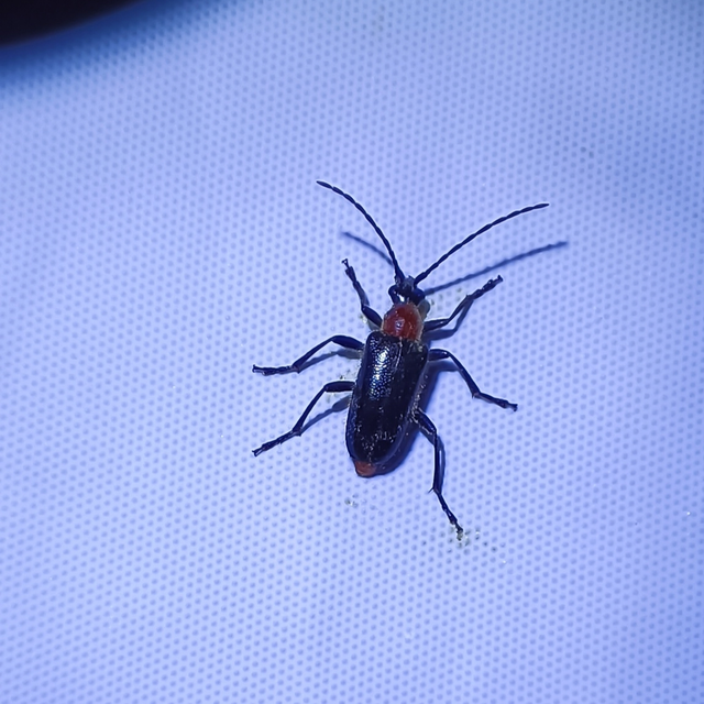 Dinoptera collaris - vörösnyakú virágcincér