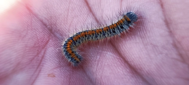 Lasiocampa trifolii - lóhereszövő