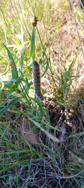 Lasiocampa trifolii - lóhereszövő