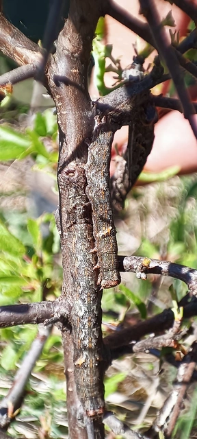 Allophyes oxyacanthae - galagonyabagoly