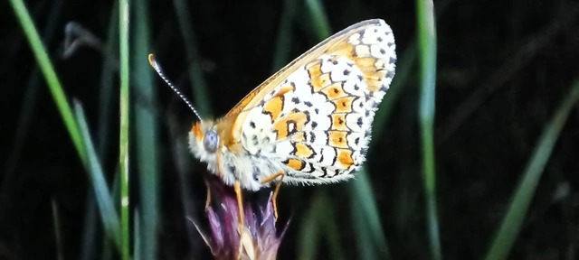 Melitaea cinxia - réti tarkalepke