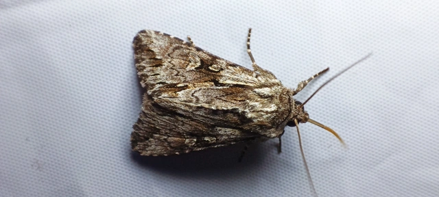 Chloantha hyperici - orbáncfű-sugarasbagoly