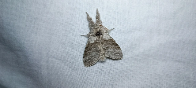 Calliteara pudibunda - hamvasszövő