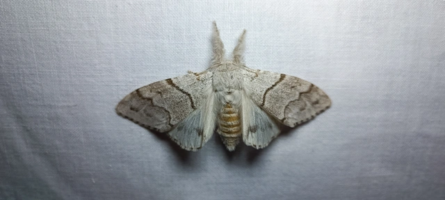 Calliteara pudibunda - hamvasszövő