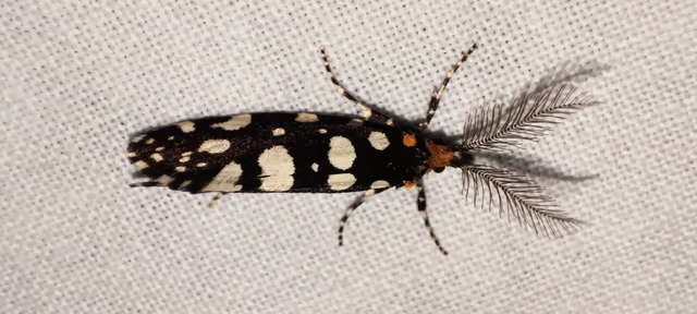 Euplocamus anthracinalis - fésűscsápú korhadékmoly