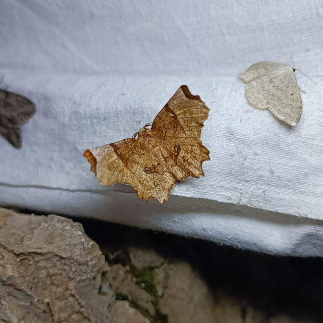 Selenia lunularia - egyfoltos holdasaraszoló