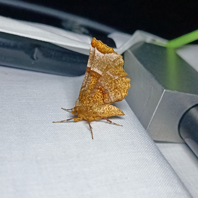 Selenia lunularia - egyfoltos holdasaraszoló